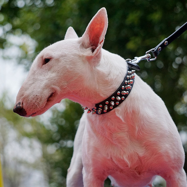 Кожен нашийник и повод с капси