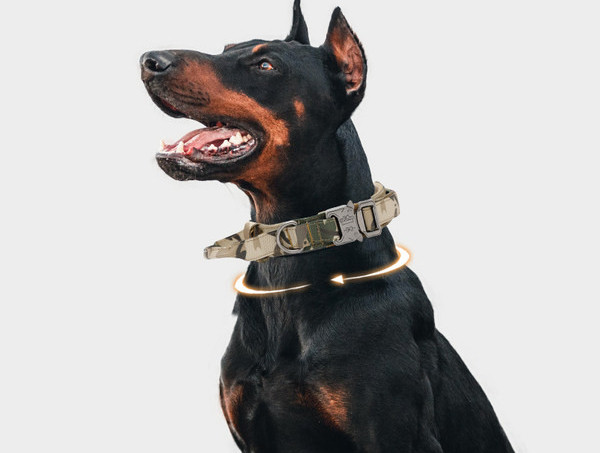 Нашийник с повод или нашийник за домашни любимци