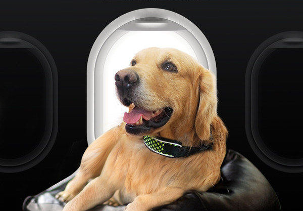 Нашийник за кучета в четири цвята 