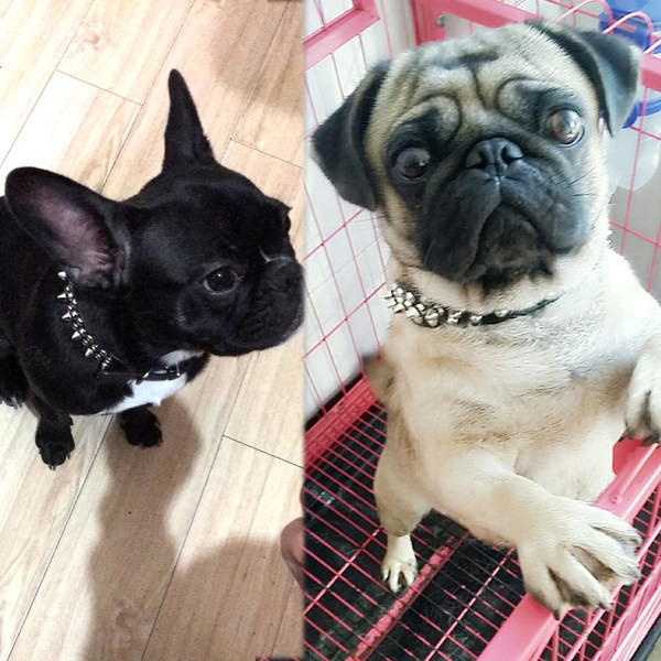 Кучешки нашийник с метални нитове 