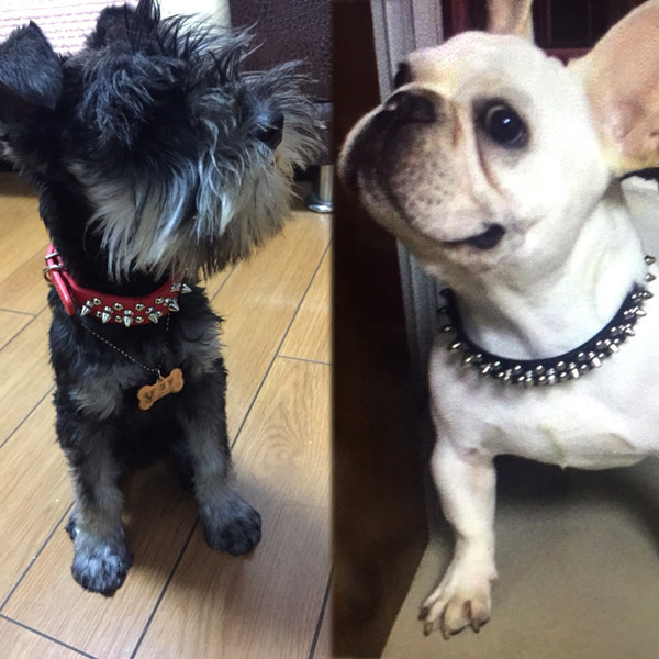 Кучешки нашийник с метални нитове 