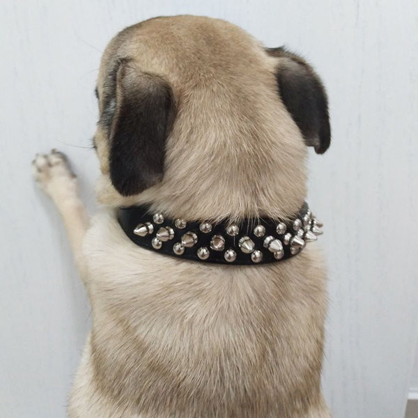 Кучешки нашийник с метални нитове 