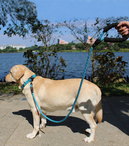 Каишка за домашни любимци в три цвята