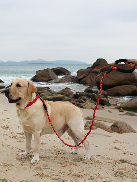 Каишка за домашни любимци в три цвята