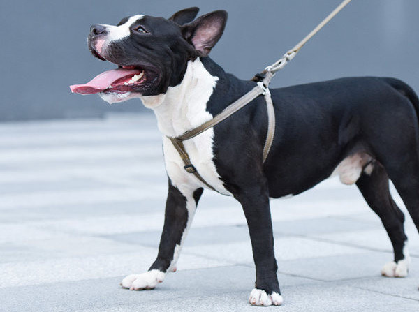 Текстилен нагръдник за кучета с повод