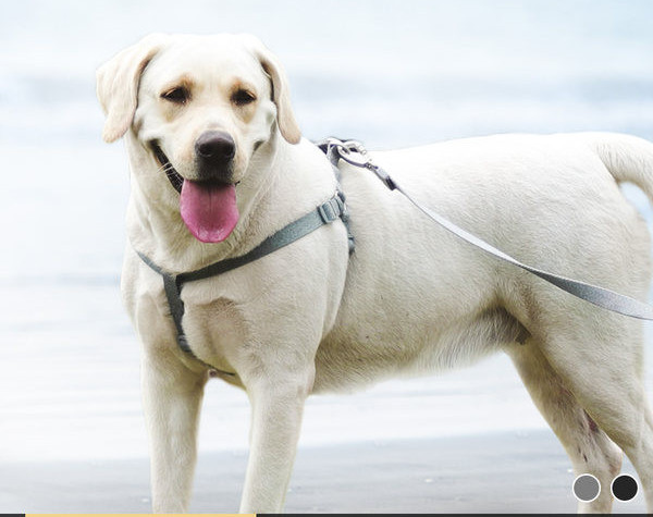 Set bavete cu lesa sau zgarda cu lesa pentru caini