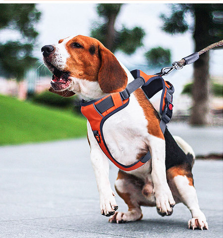 Ham pentru câini cu inscripție și clemă de plastic