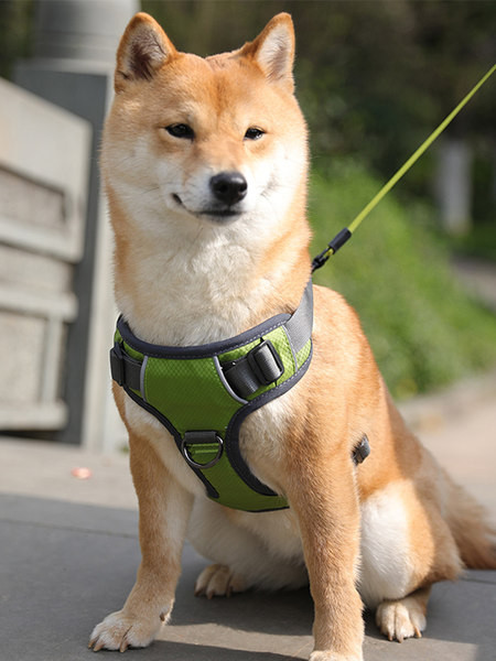 Ham pentru câini cu inscripție și clemă de plastic