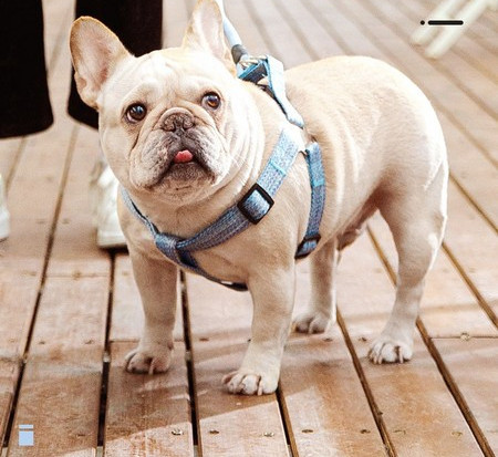 Каишка за кучета  в четири цвята 