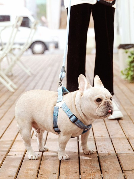 Каишка за кучета  в четири цвята 