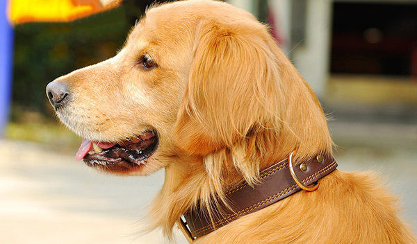 Guler de câine din piele artificială cu carouri metalice