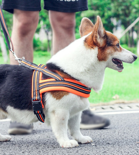 Bavete cu sau fara lesa pentru caini
