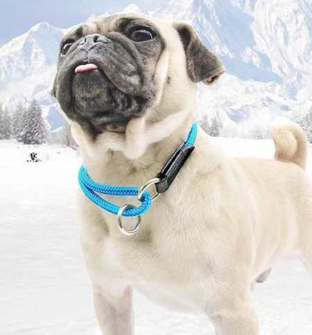 Каишка за кучета в син и оранжев цвят 