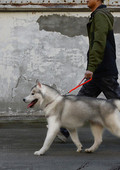 Αδιάβροχο λαστιχένιο λουρί για σκύλους