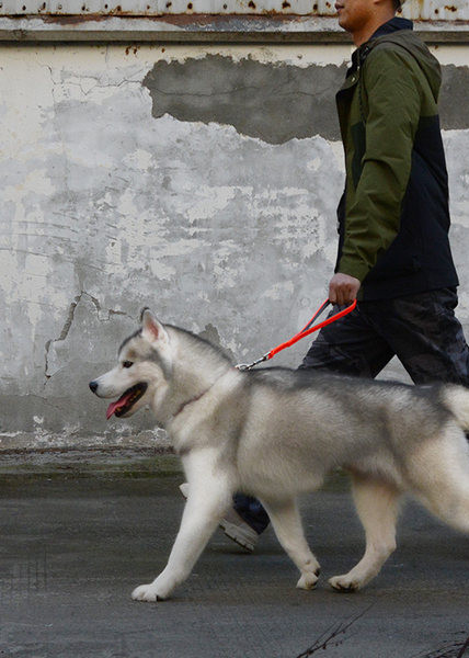 Lesa de cauciuc rezistenta la apa pentru caini