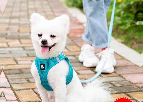 Set câine de bavetă textilă și lesă