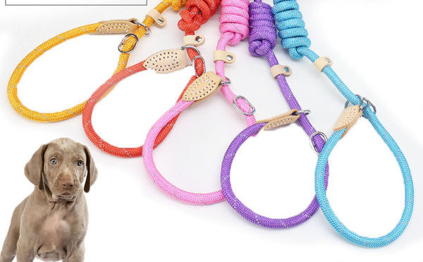 Guler de caine cu lesa si inchizator metalic