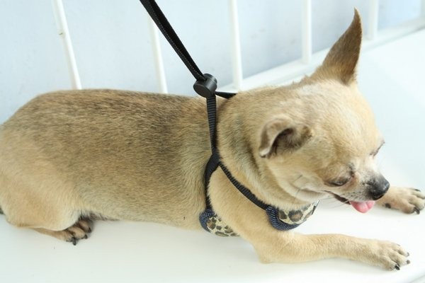 Нагръдник от текстил за кучета с каишка