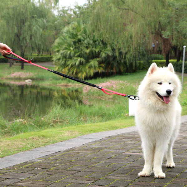 Lesa elastica pentru caine