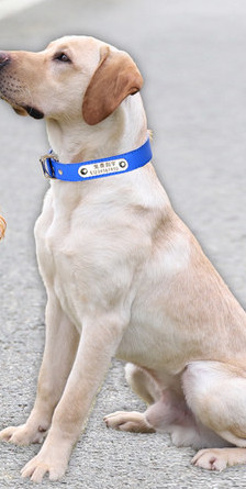 Регулируем нашийник от изкуствена кожа за кучета