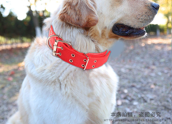 Guler de caine cu catarama dubla