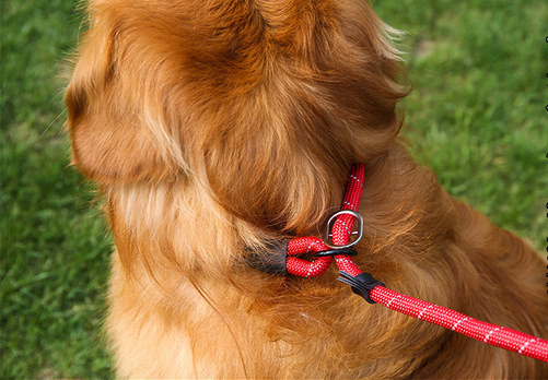 Lesă textilă pentru câini - trei culori