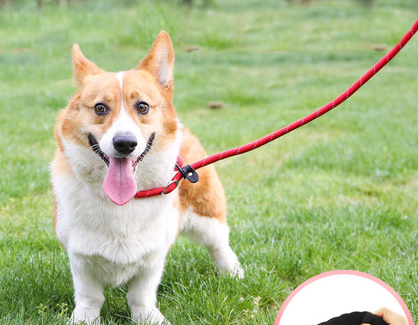 Lesă textilă pentru câini - trei culori