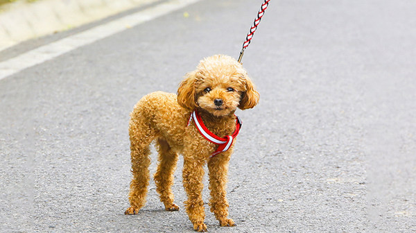 O ocazie pentru câini
