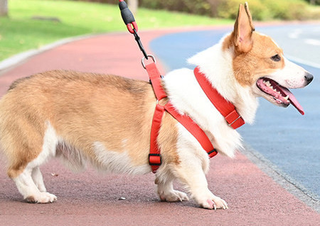 Bavete si lesa pentru caini de mai multe culori