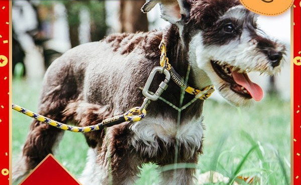 Lesa de caine colorata cu guler sau baveta