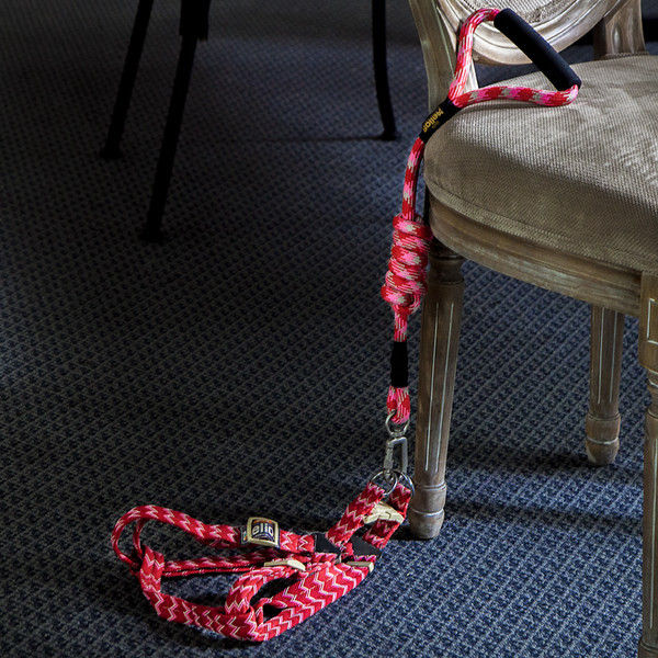 Lesa de caine colorata cu guler sau baveta