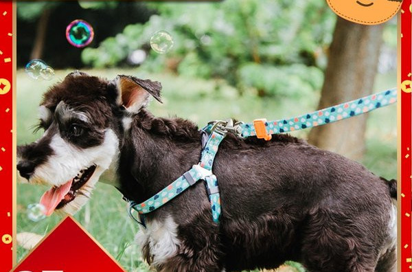 Pieptar sau guler cu lesă de câine