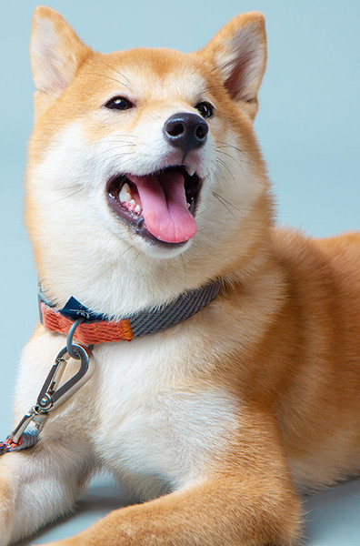 Bavete si zgarda cu lesa pentru caini din material textil