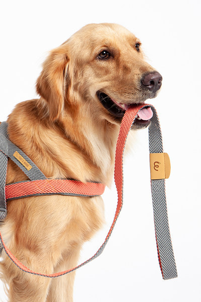 Bavete si zgarda cu lesa pentru caini din material textil