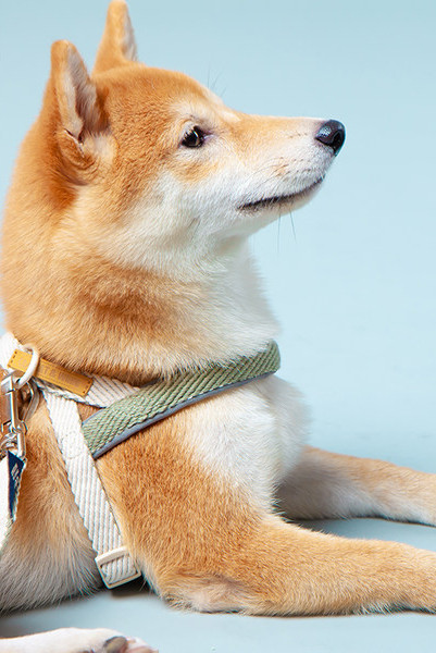 Bavete si zgarda cu lesa pentru caini din material textil