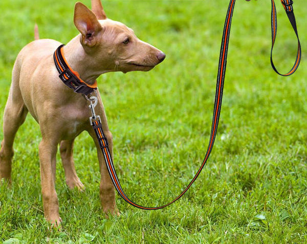 Lesa reglabila pentru caini