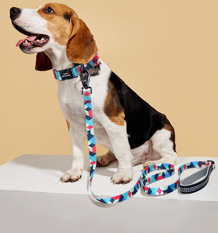 Guler multicolor pentru caini cu lesa