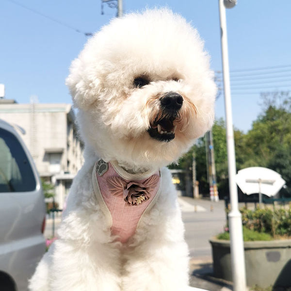 Bavete pentru câini cu elemente 3D