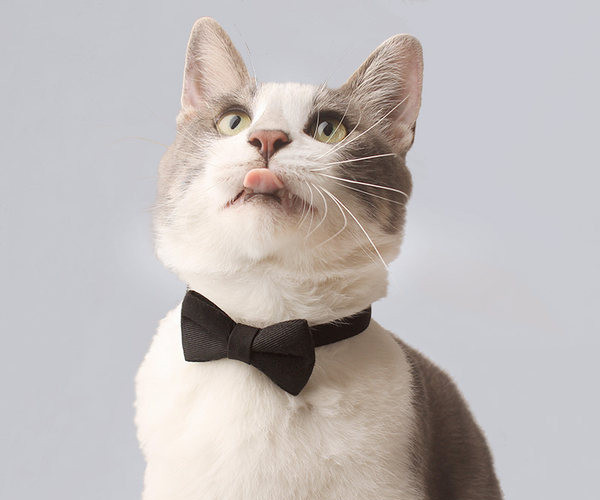 Guler cu panglică în patru culori