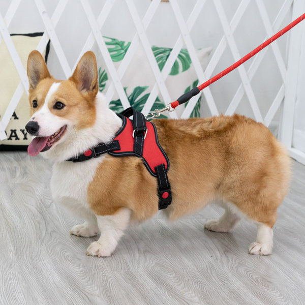 Bavete + lesa pentru caini