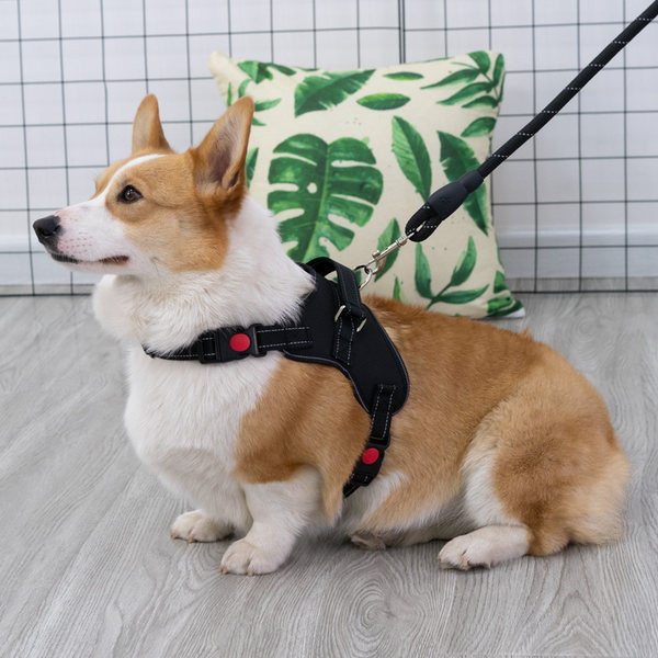 Bavete + lesa pentru caini