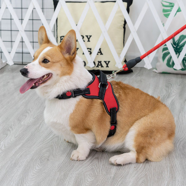 Bavete + lesa pentru caini