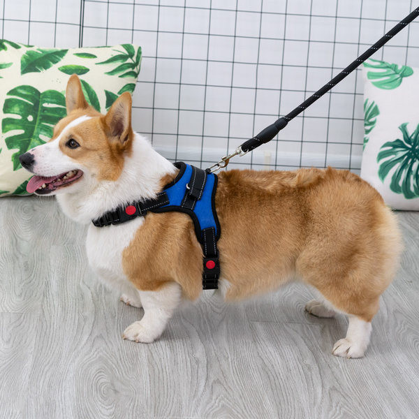 Bavete + lesa pentru caini