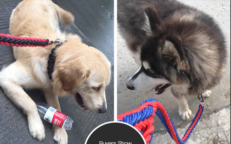 Lesa pentru caini cu zgarda si inchizatoare metalica