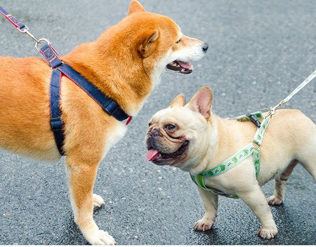 Aplikatsiooniga koerarakmed ja metallkinnitusega jalutusrihm