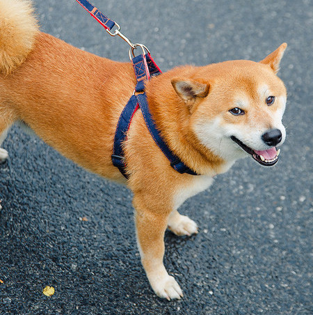 Aplikatsiooniga koerarakmed ja metallkinnitusega jalutusrihm