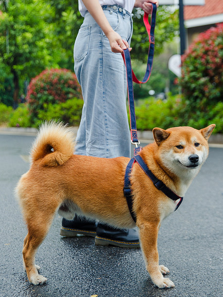 Aplikatsiooniga koerarakmed ja metallkinnitusega jalutusrihm
