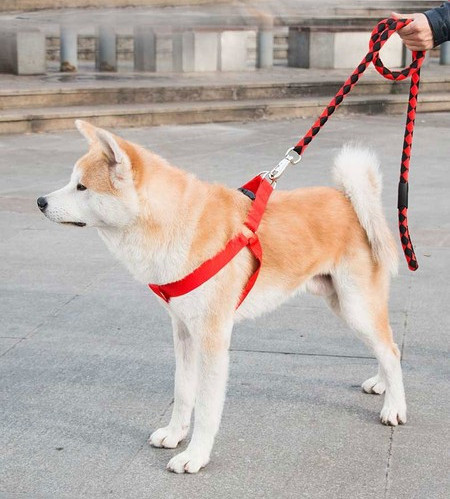 Set din trei părți - curea, guler și bavetă