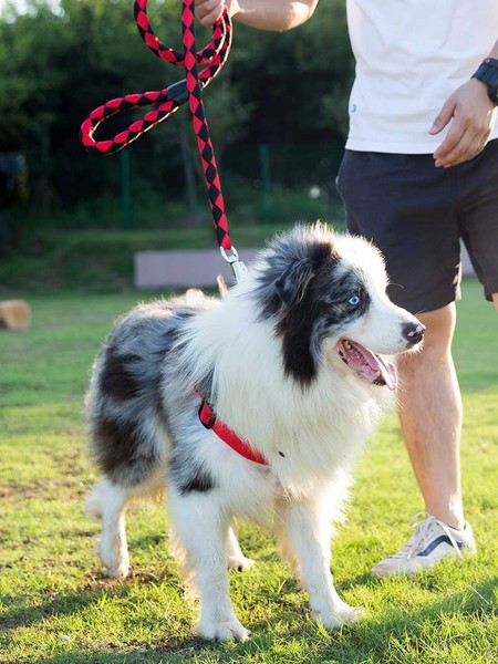 Set din trei părți - curea, guler și bavetă