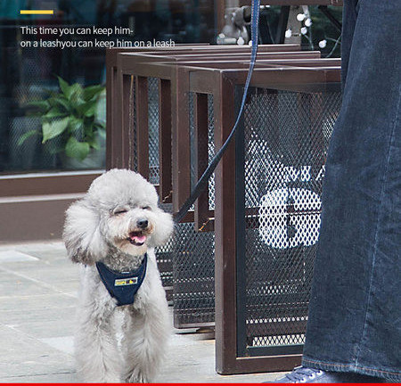 Bavete textil pentru caini - diferite modele